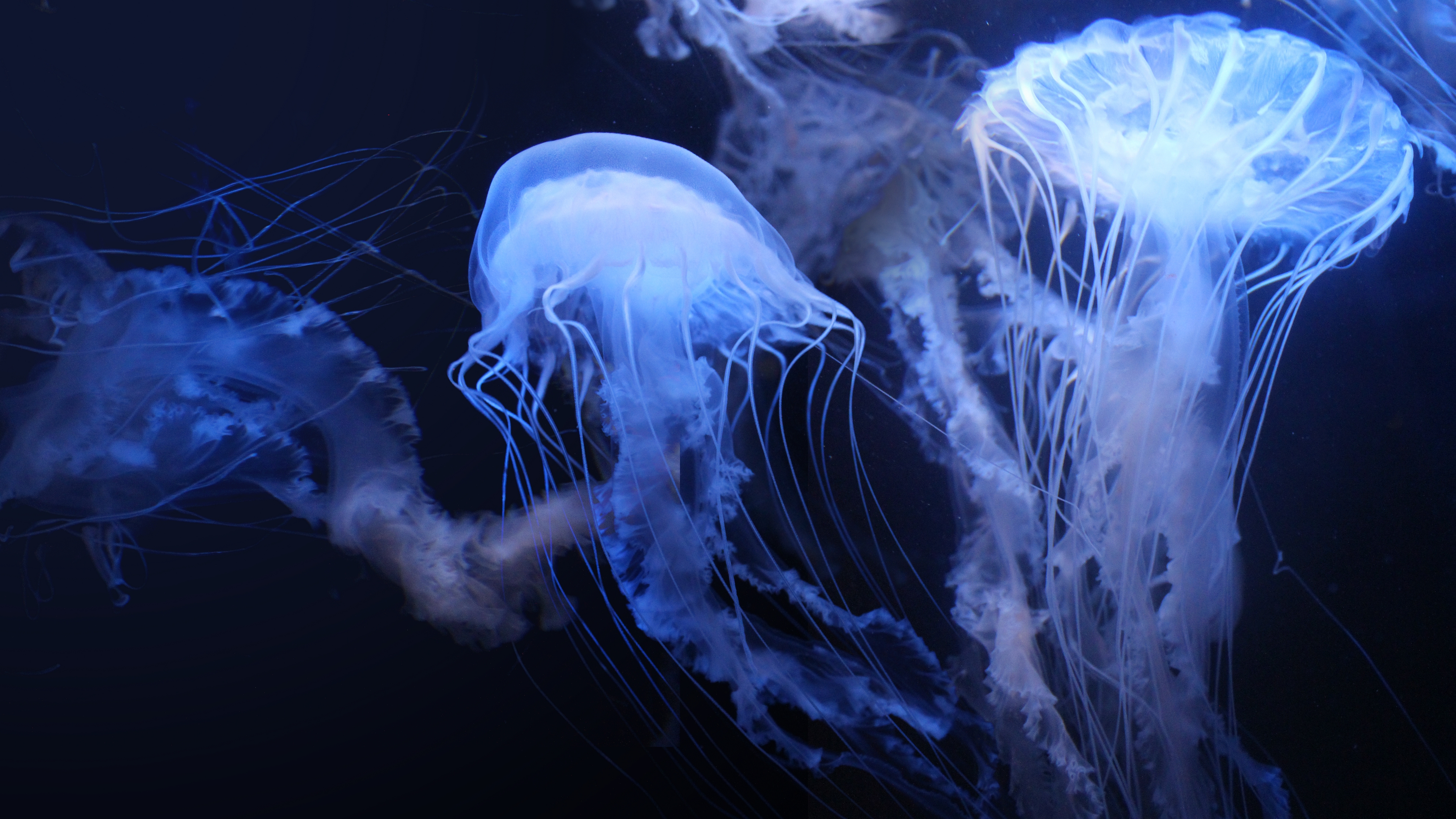 Фото медузы в море