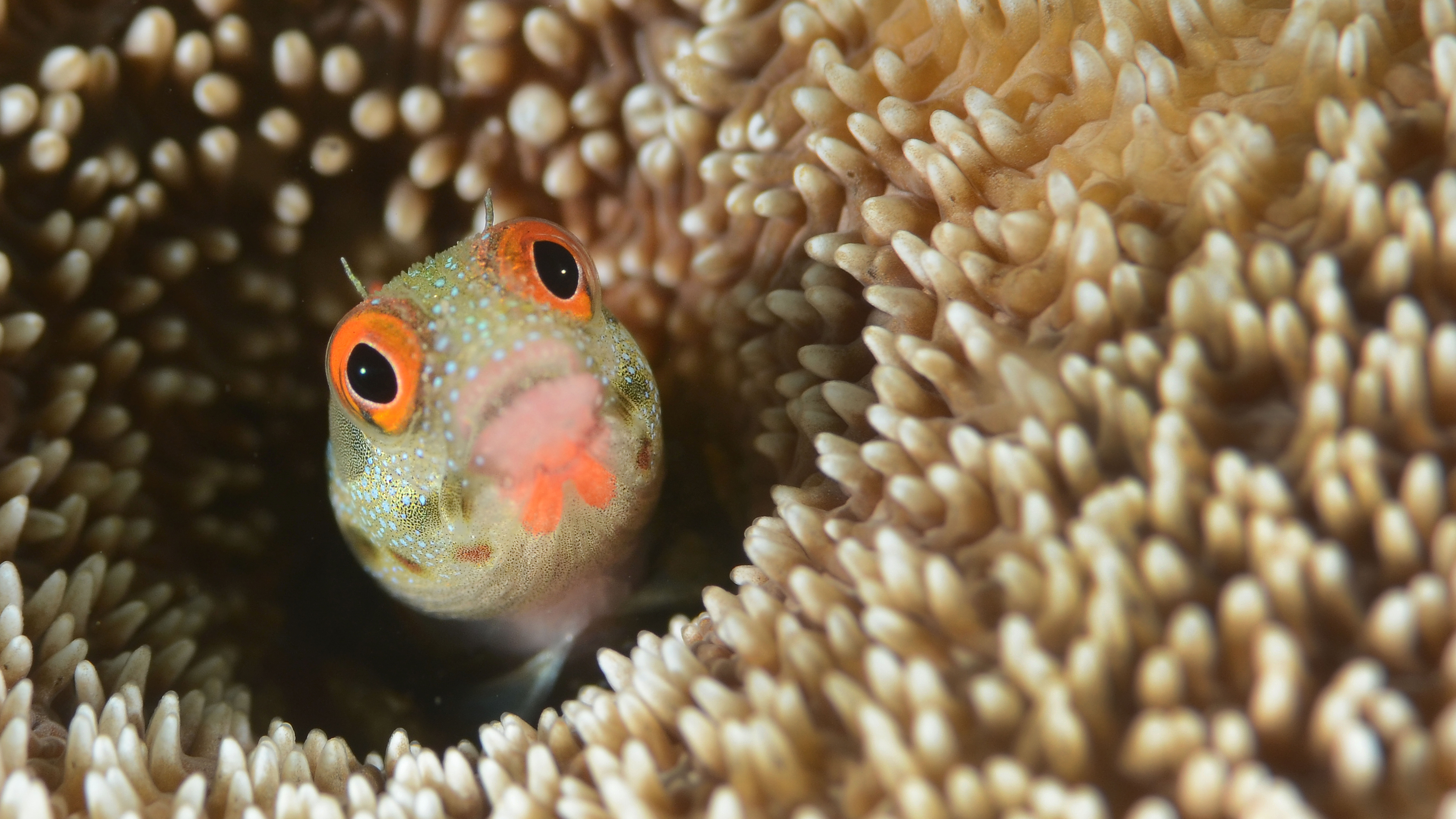 Рыбы едят растения. Рыбы в водорослях. Глаза морских животных. Обитатели желтого моря. Макросъемка рыбки.