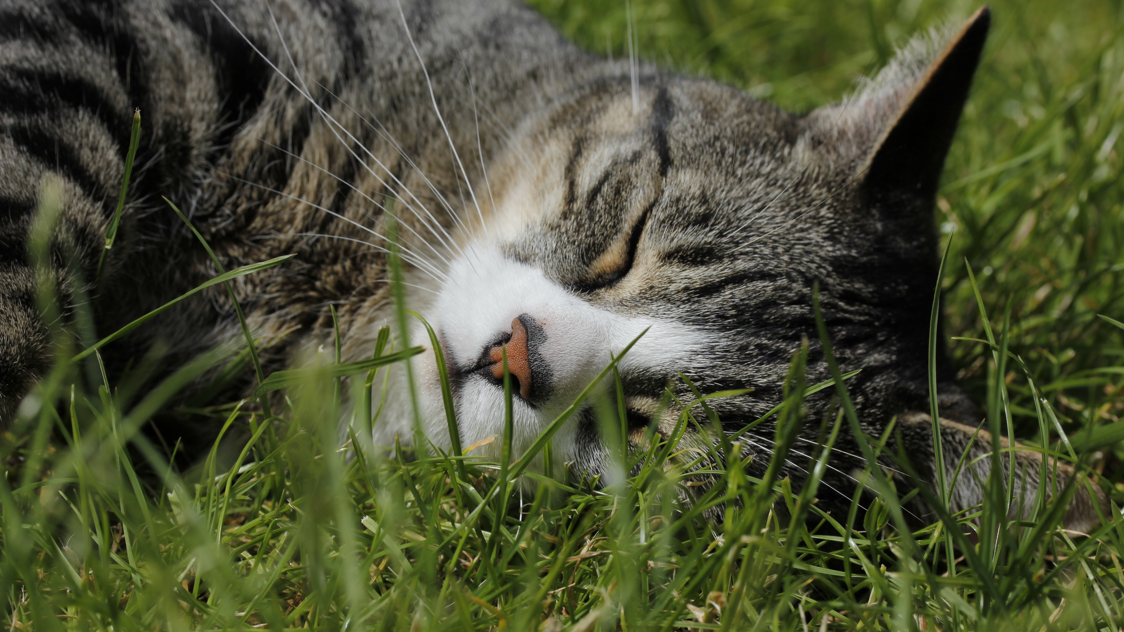 Звуко кота. Трава для кошек. Кот в траве. Котенок в траве.