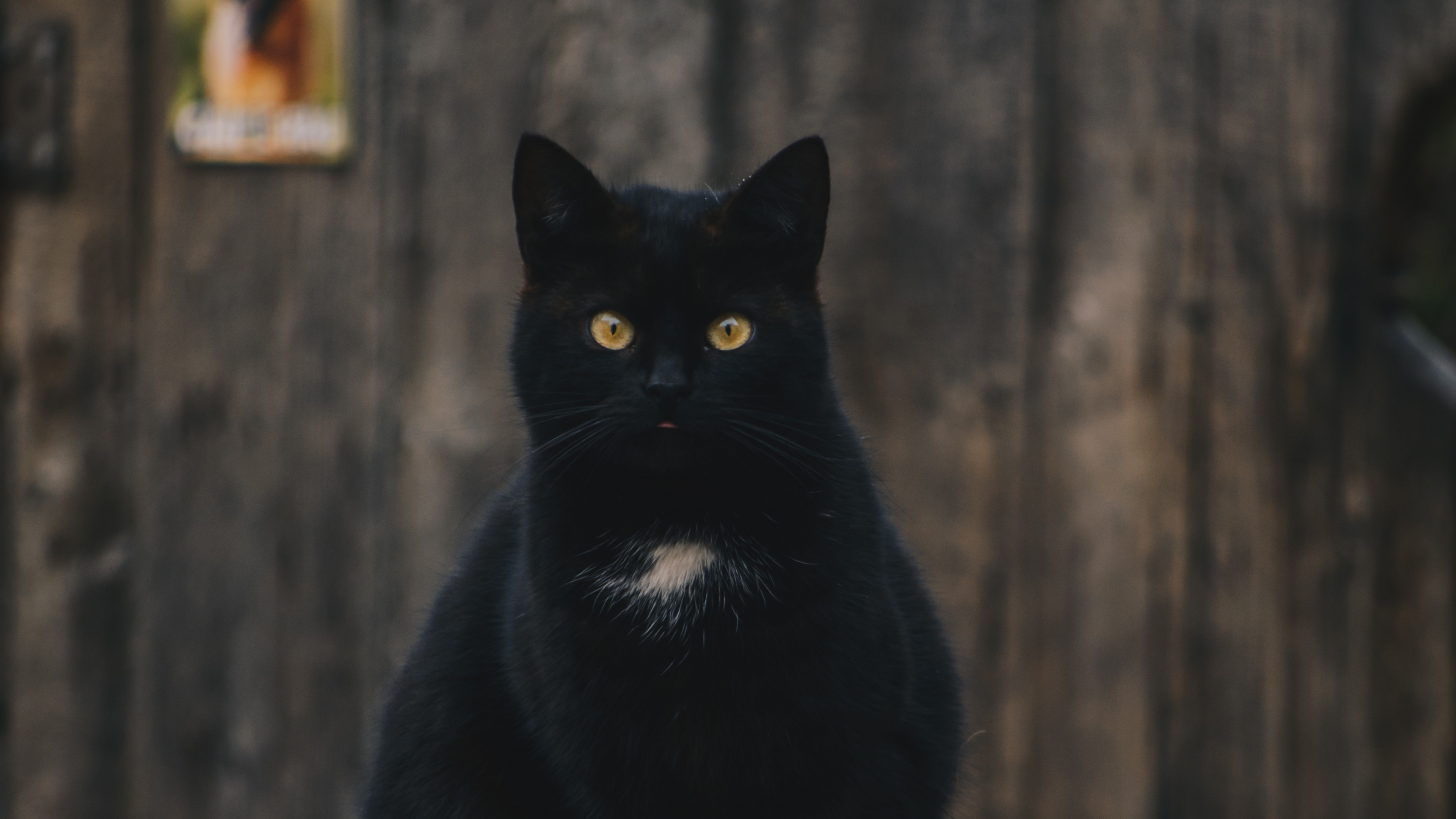 Черные кошки 9. Чёрный кот. Черная кошка сидит. Зловещий черный кот. Черный.