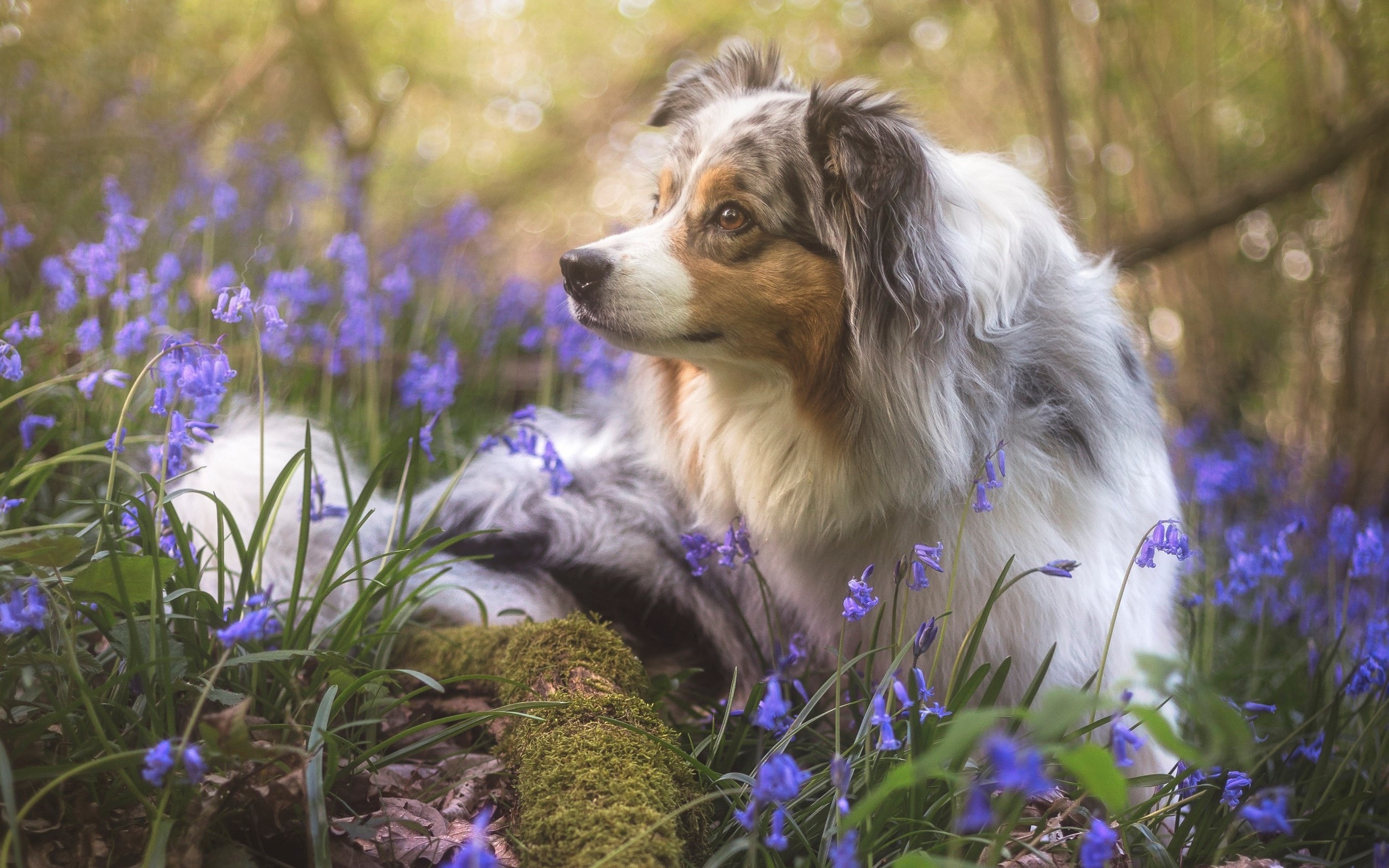 Собаки весной картинки. Природа с животными. Собака на природе. Щенки на природе.