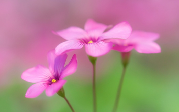 Flowers 279 (30 wallpapers)