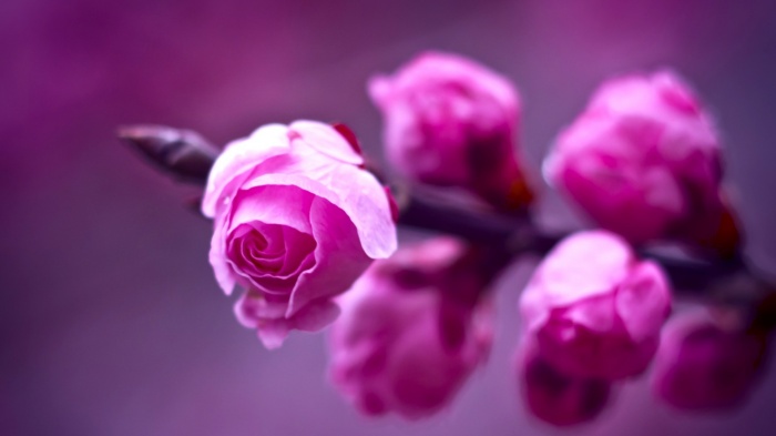 Flowers 316 (30 wallpapers)