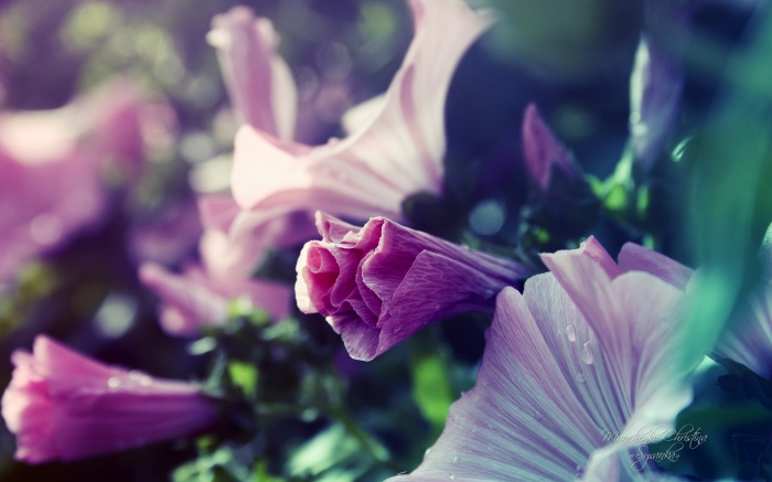 Flowers 332 (30 wallpapers)