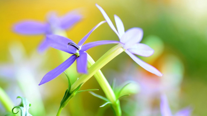 Flowers 402 (30 wallpapers)