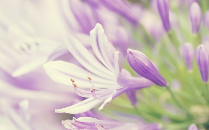 Flowers 422 (30 wallpapers)