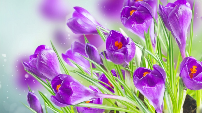 Flowers 423 (30 wallpapers)