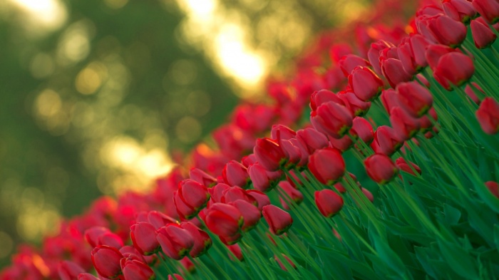 Flowers 477 (30 wallpapers)