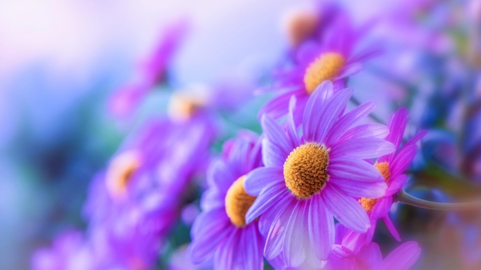 Flowers 479 (30 wallpapers)
