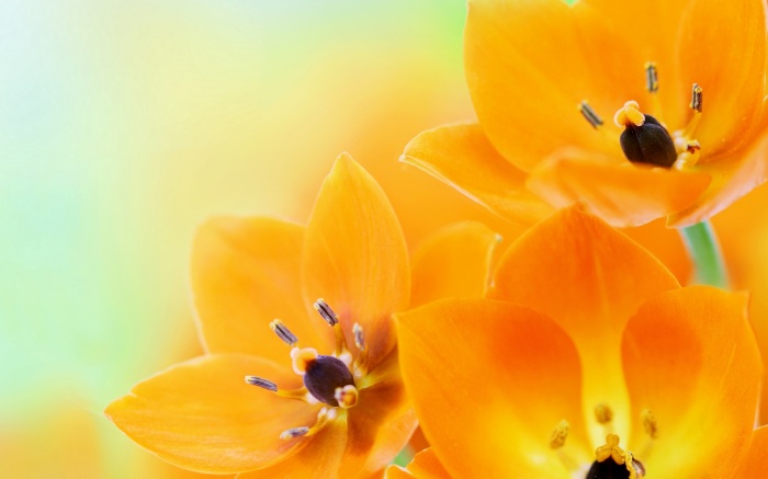 Flowers 490 (30 wallpapers)