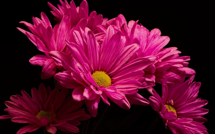 Flowers 493 (30 wallpapers)